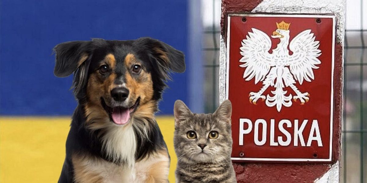 Польща змінила правила ввозу домашніх тварин