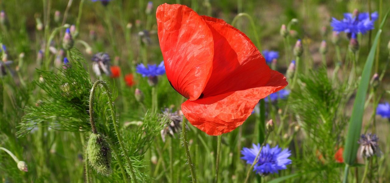 Червень 2023: які зміни чекають українців